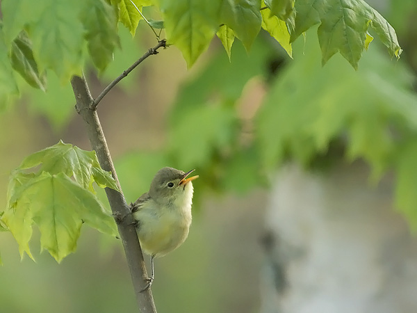 Kultarinta, Icterine Warbler, Hippolais icterina